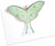 Luna Moth